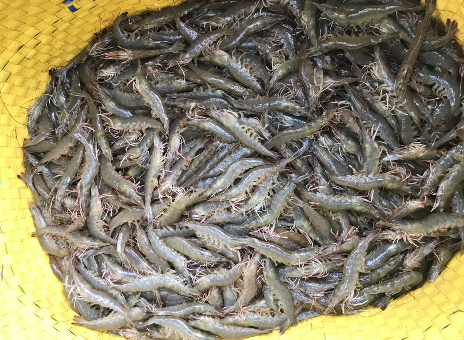 Tom tang gia tro lai tu mung 4 Tet hinh anh