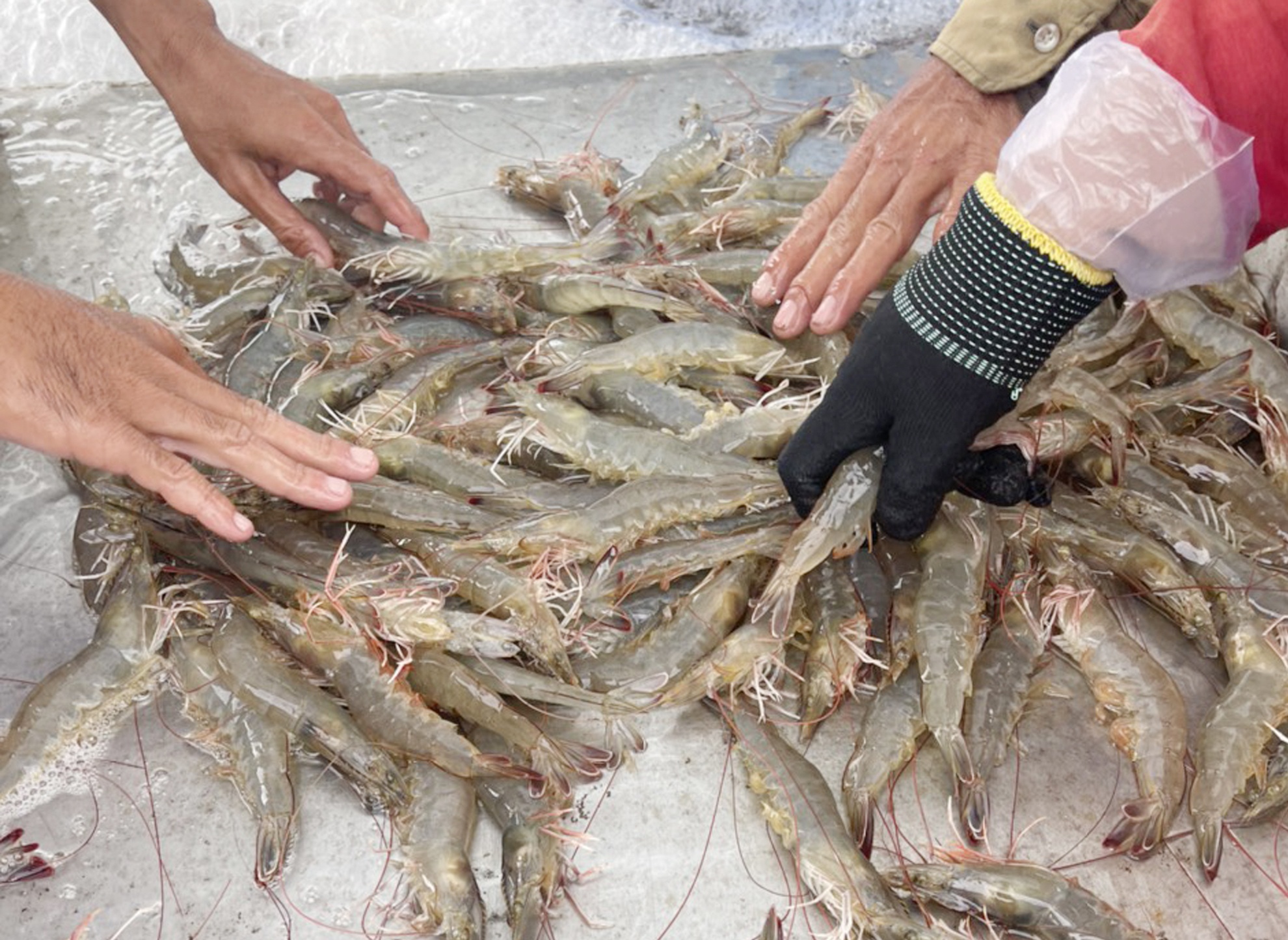 Doanh nghiep phai canh tranh voi tu thuong mua tom oxy hinh anh