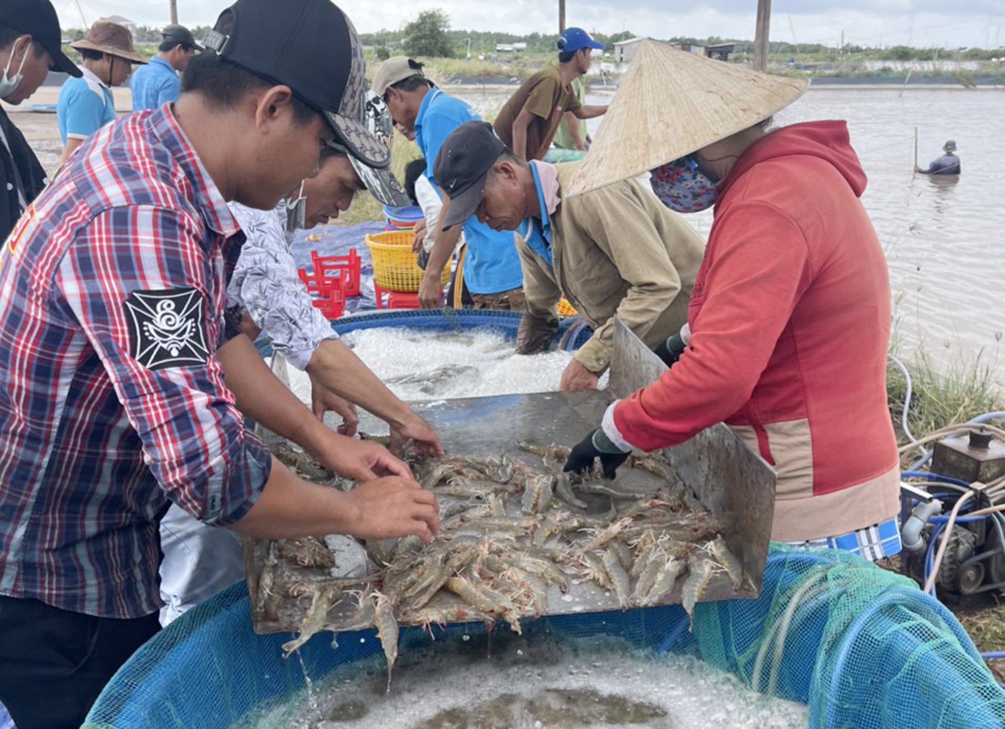 Gia tom tang cao anh 1