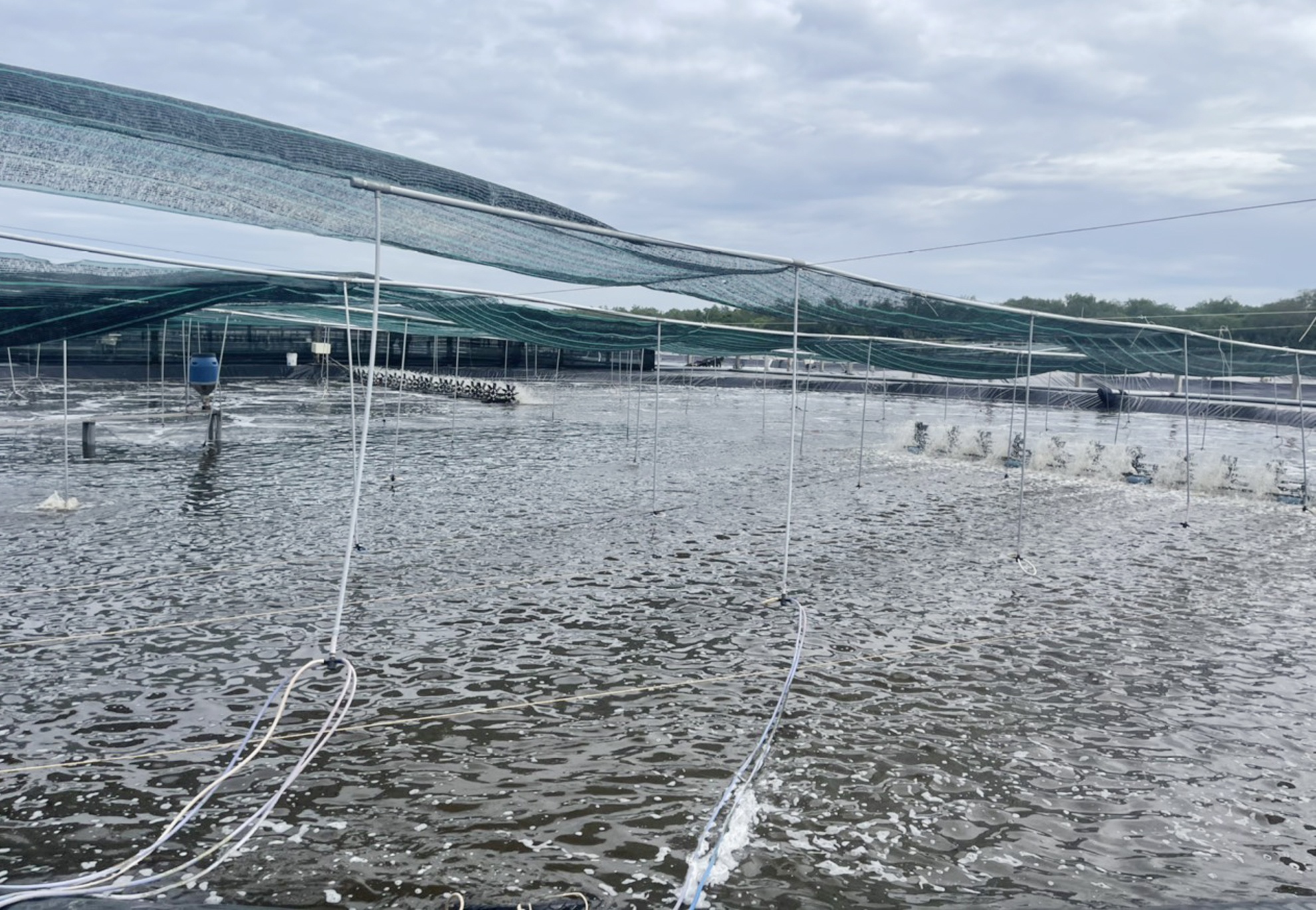 Gia tom tang cao anh 2