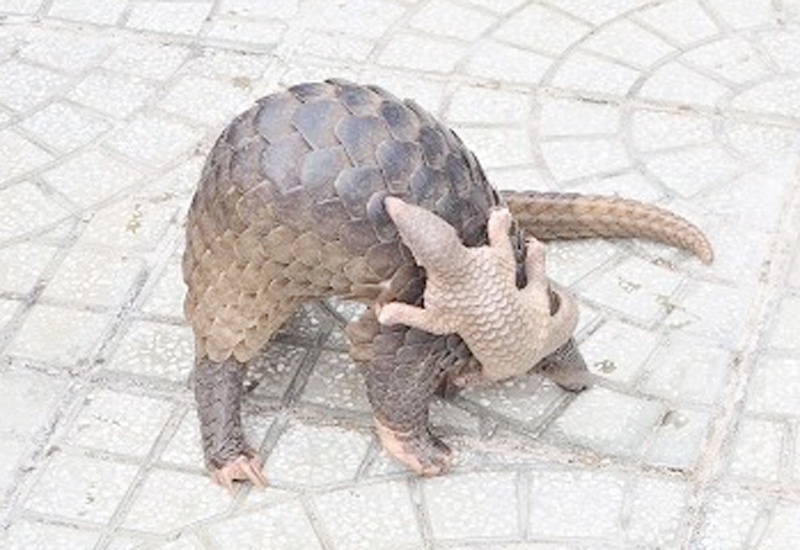 Nguoi dan Ca Mau giao nop 2 ca the te te quy hiem hinh anh