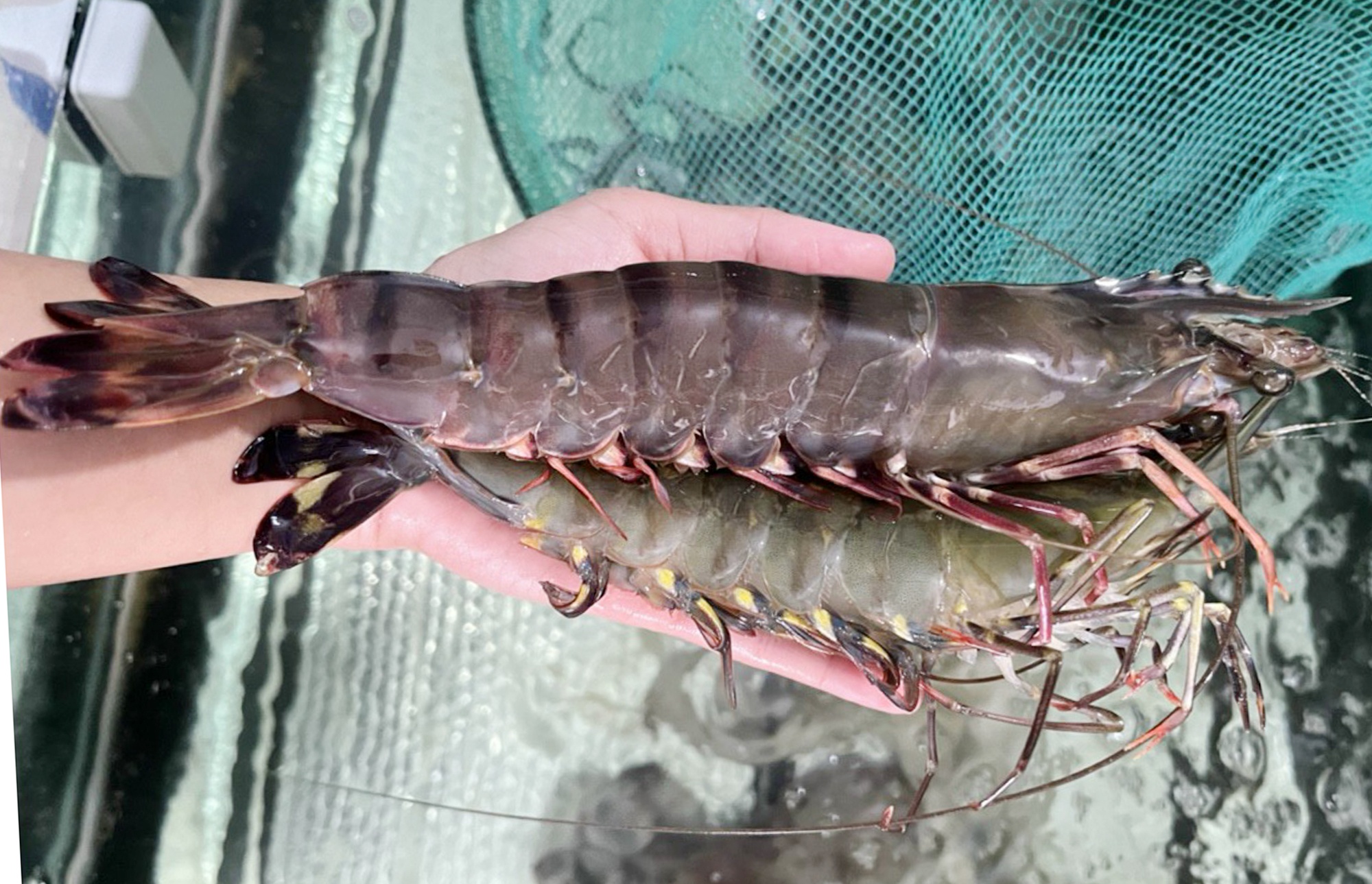 Bat duoc tom su khung anh 1