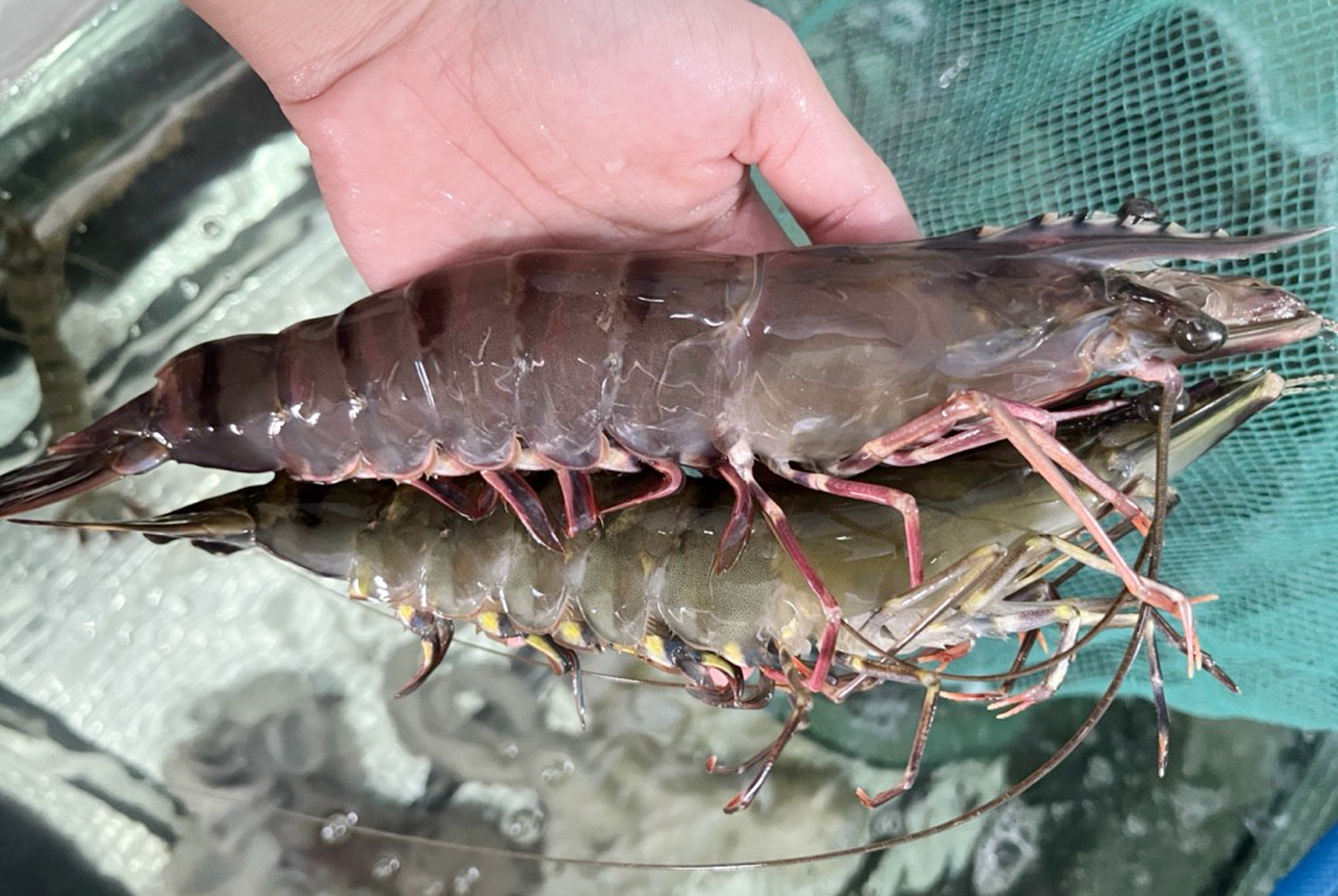 700.000 dong/kg tom su 'khong lo' hinh anh