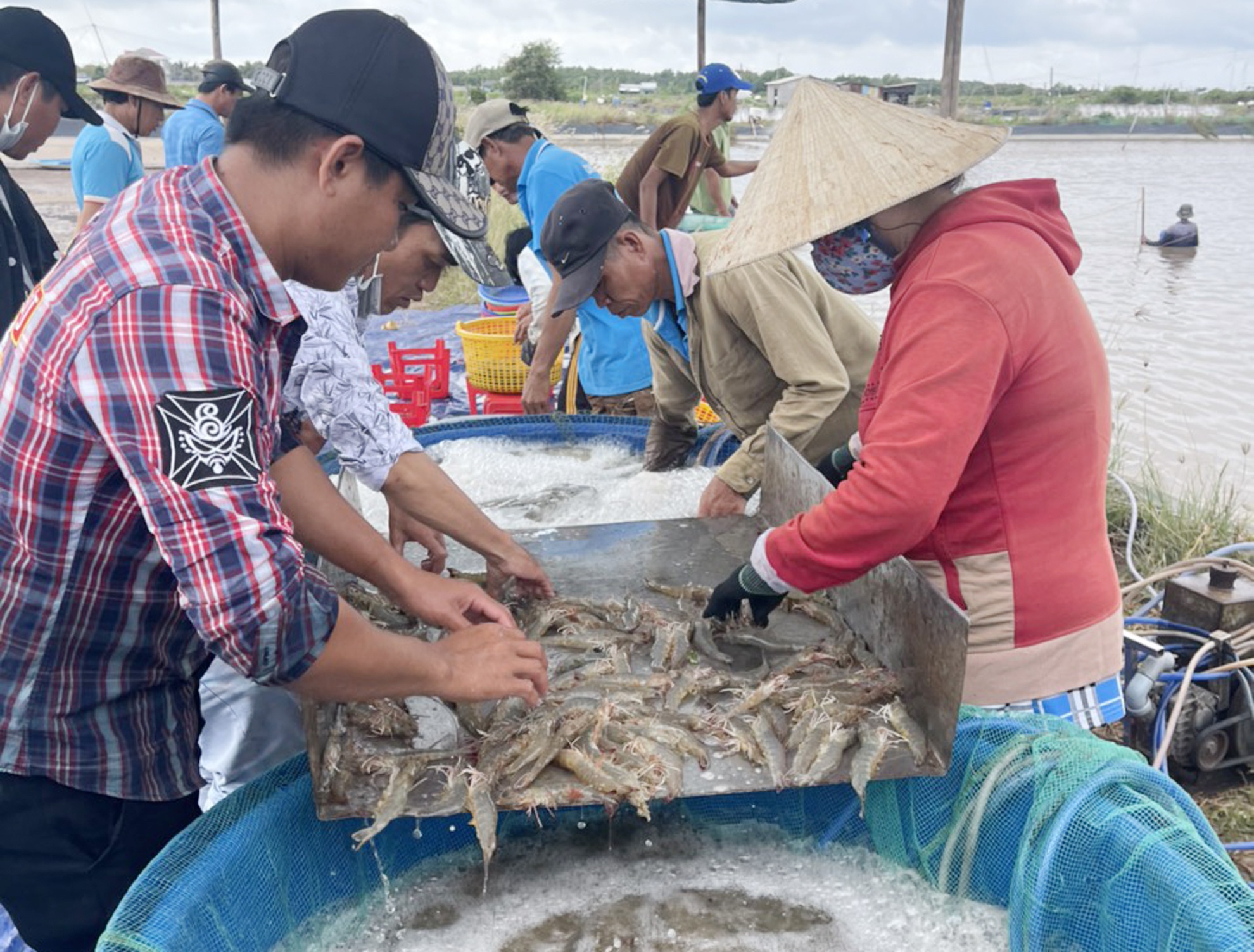 Nguoi nuoi tom khat von anh 2