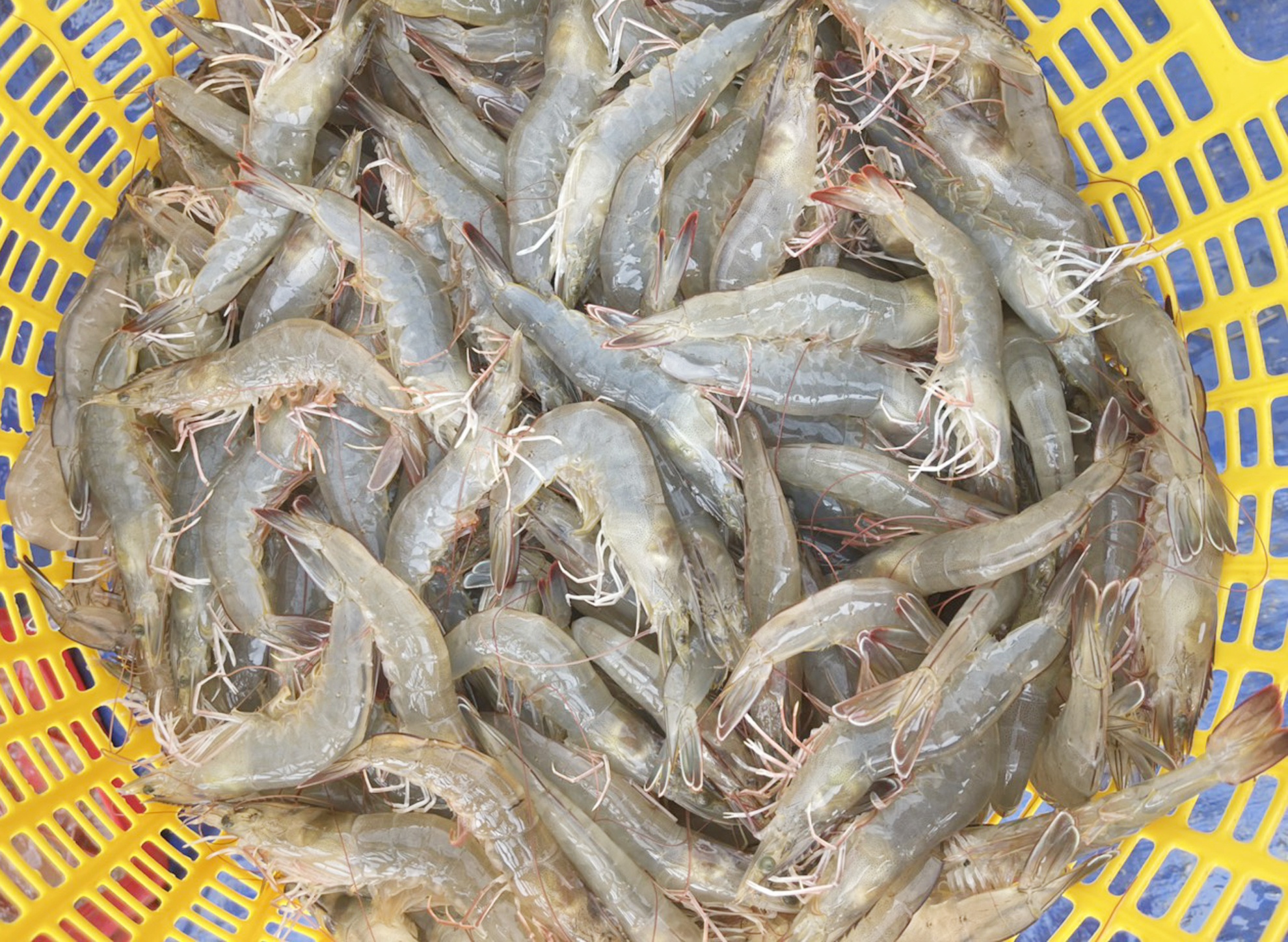 Nhieu nguoi nuoi tom o mien Tay khat von hinh anh