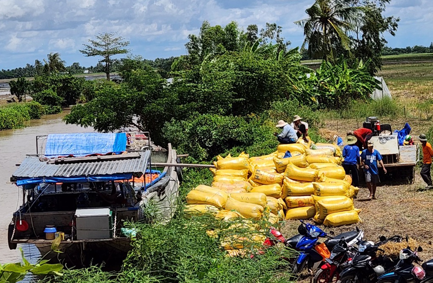 Trong lua lai cao anh 1