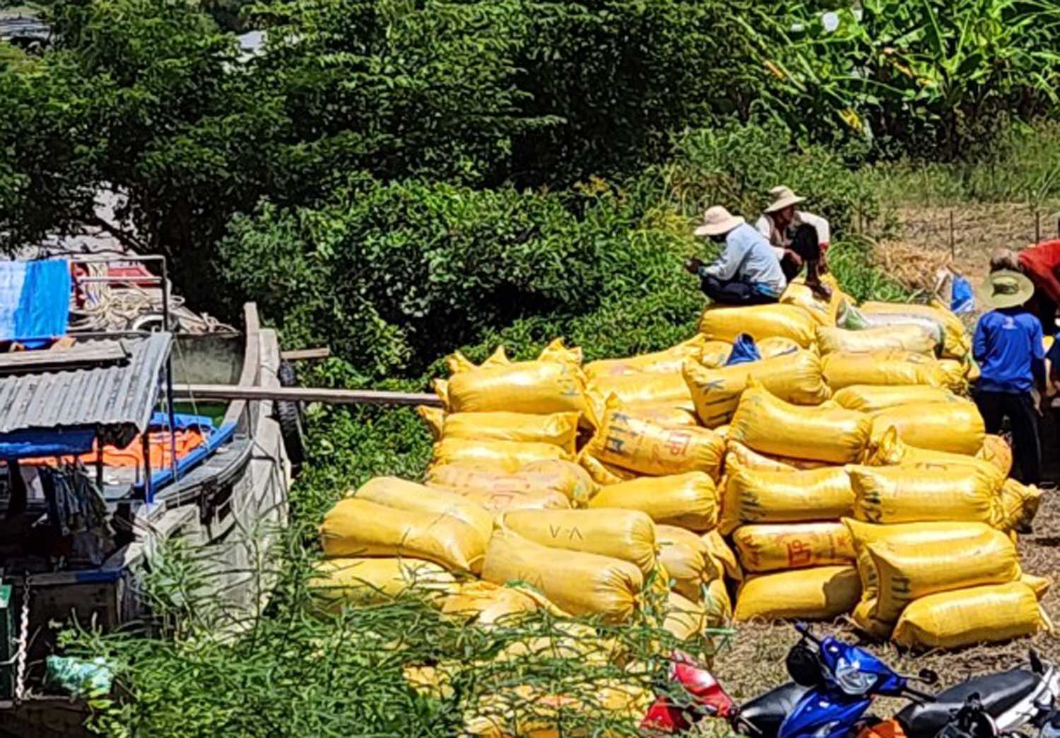 Nong dan trong lua thom mien Tay thu lai cao hinh anh