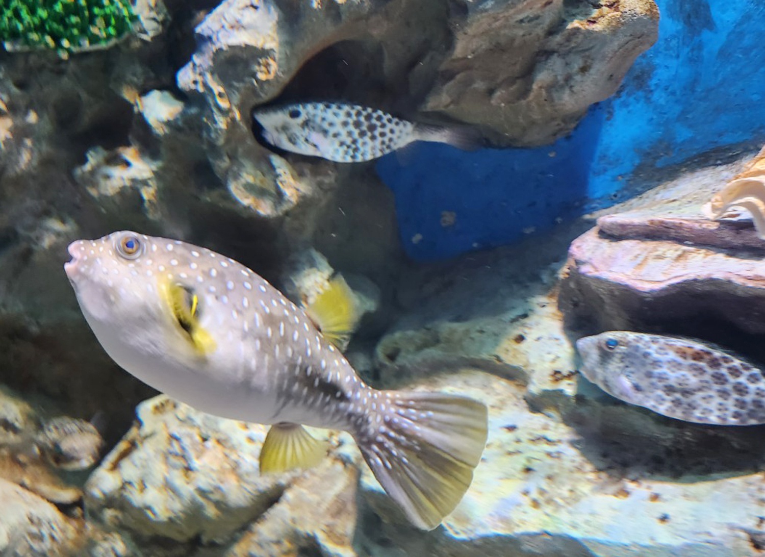 Chet do an ca noc anh 1