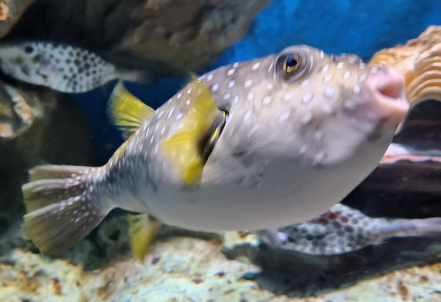 Mot nguoi chet, 3 benh nhan nhap vien sau khi an ca noc hinh anh