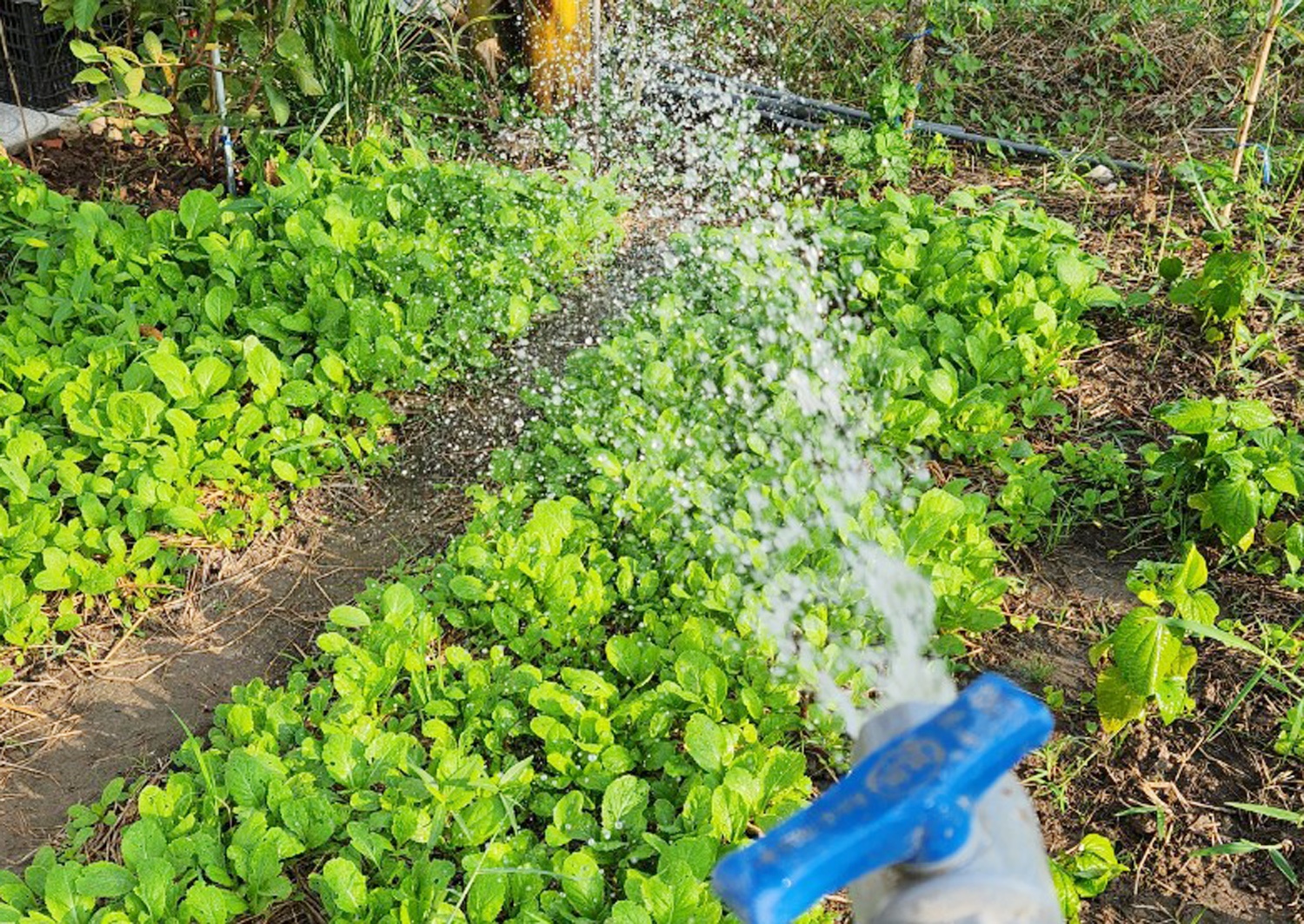 Truy tim nguoi goi dien thoai lua thu tien nuoc hinh anh