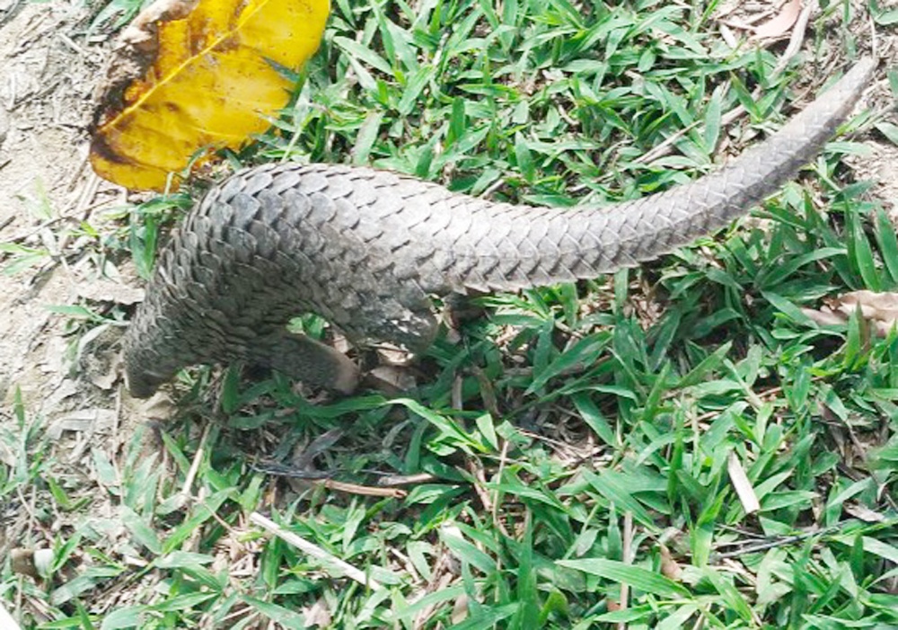 Nguoi dan o Ca Mau phat hien con te te quy hiem truoc nha hinh anh