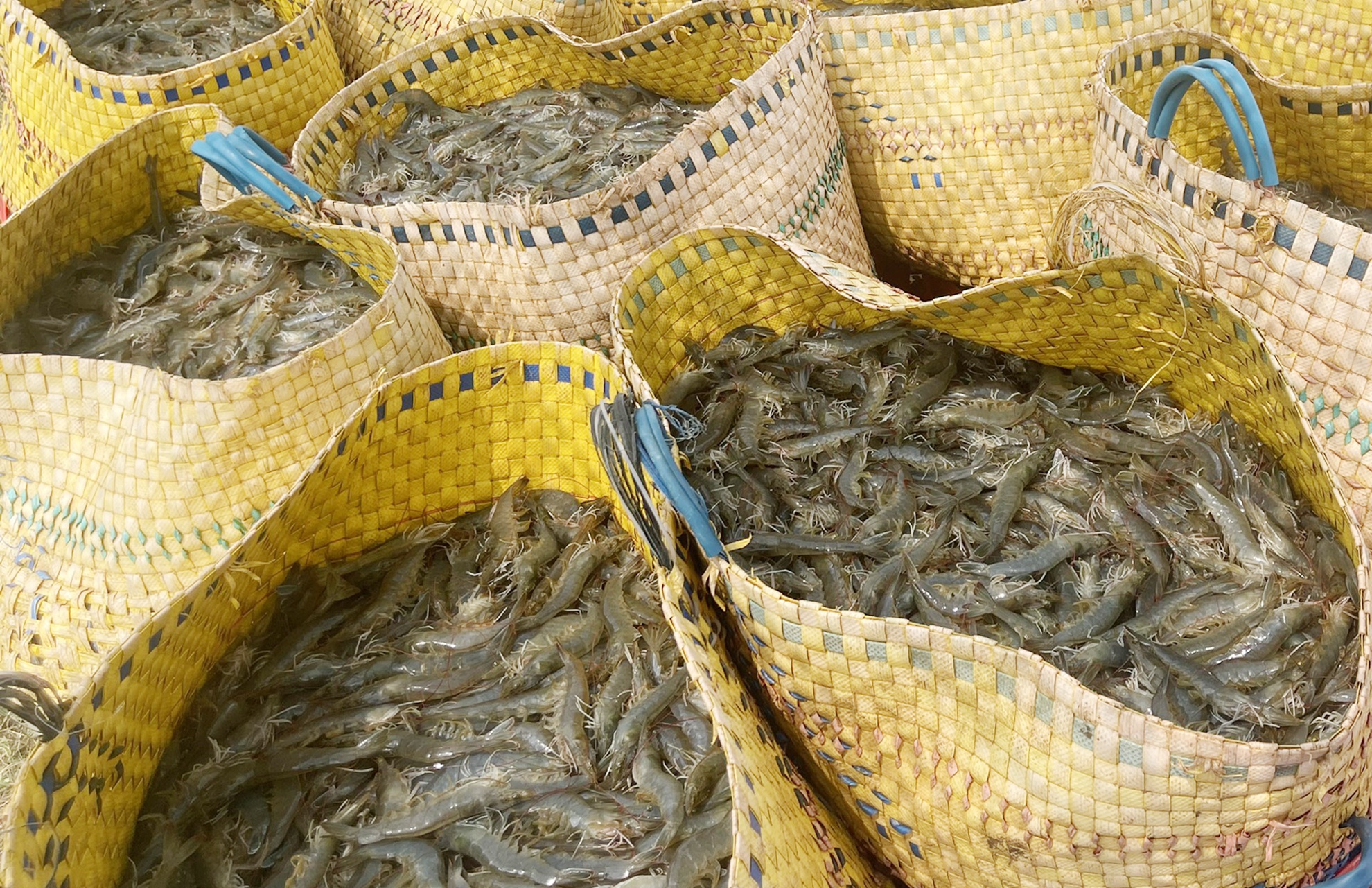 Ban moi tan tom, nong dan mat 20 trieu dong so voi dau nam hinh anh