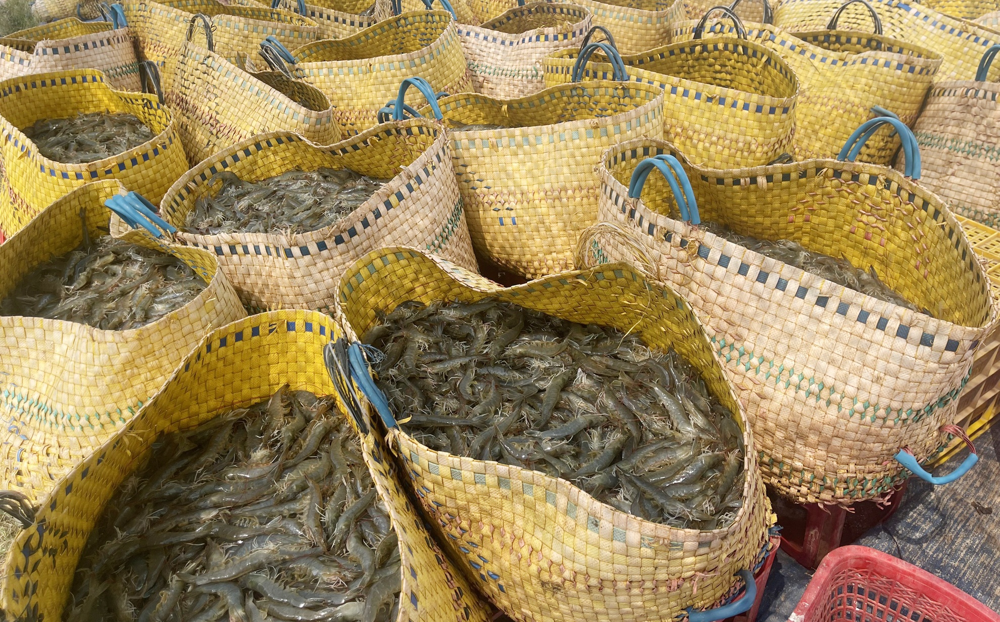 Gia tom lao doc anh 1