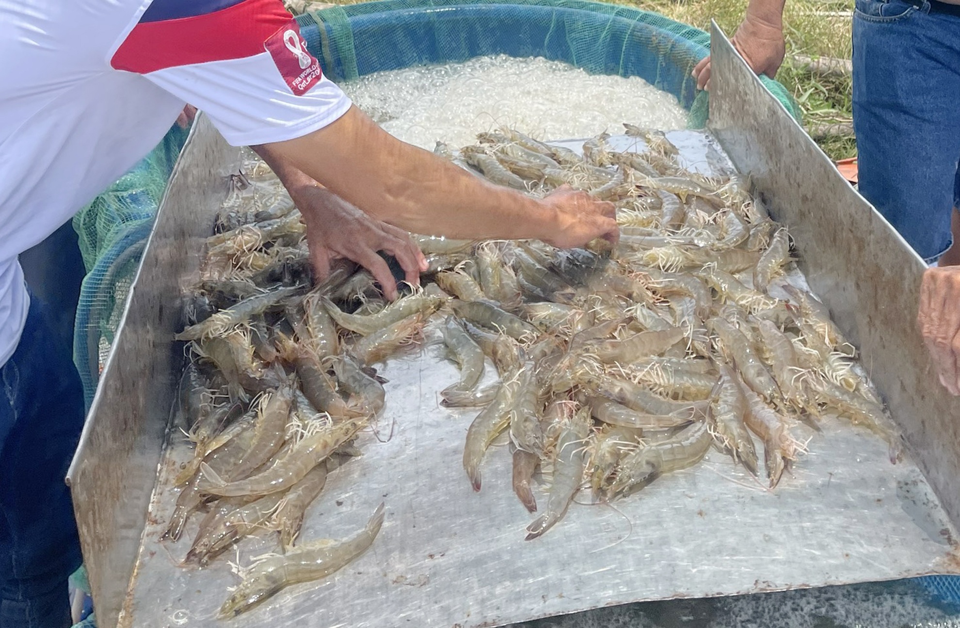 Gia tom mien Tay tiep tuc giam manh hinh anh