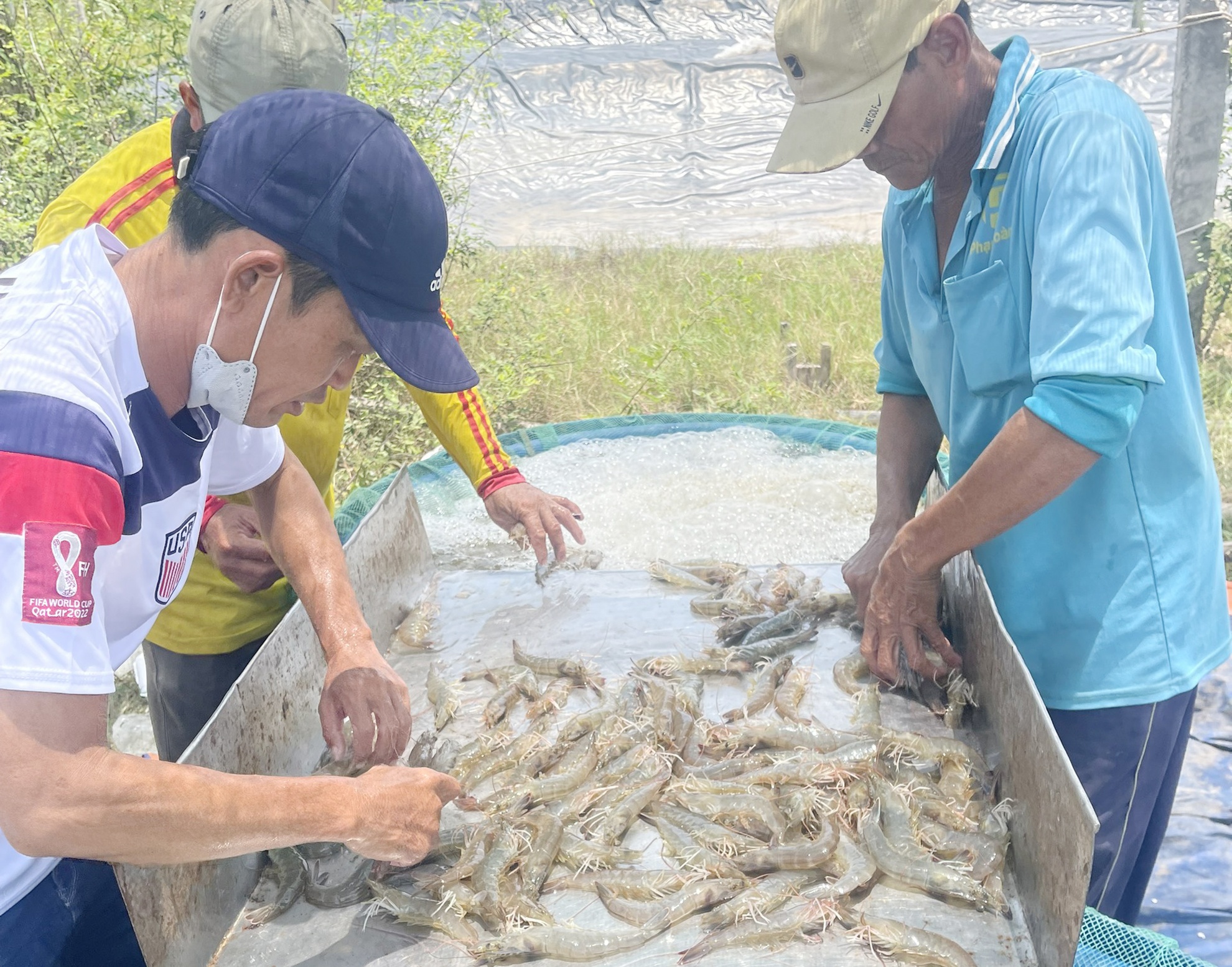 Gia tom giam sau anh 1