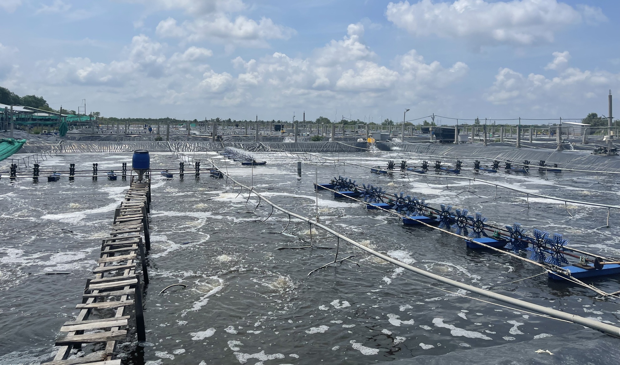 Gia tom giam sau anh 2