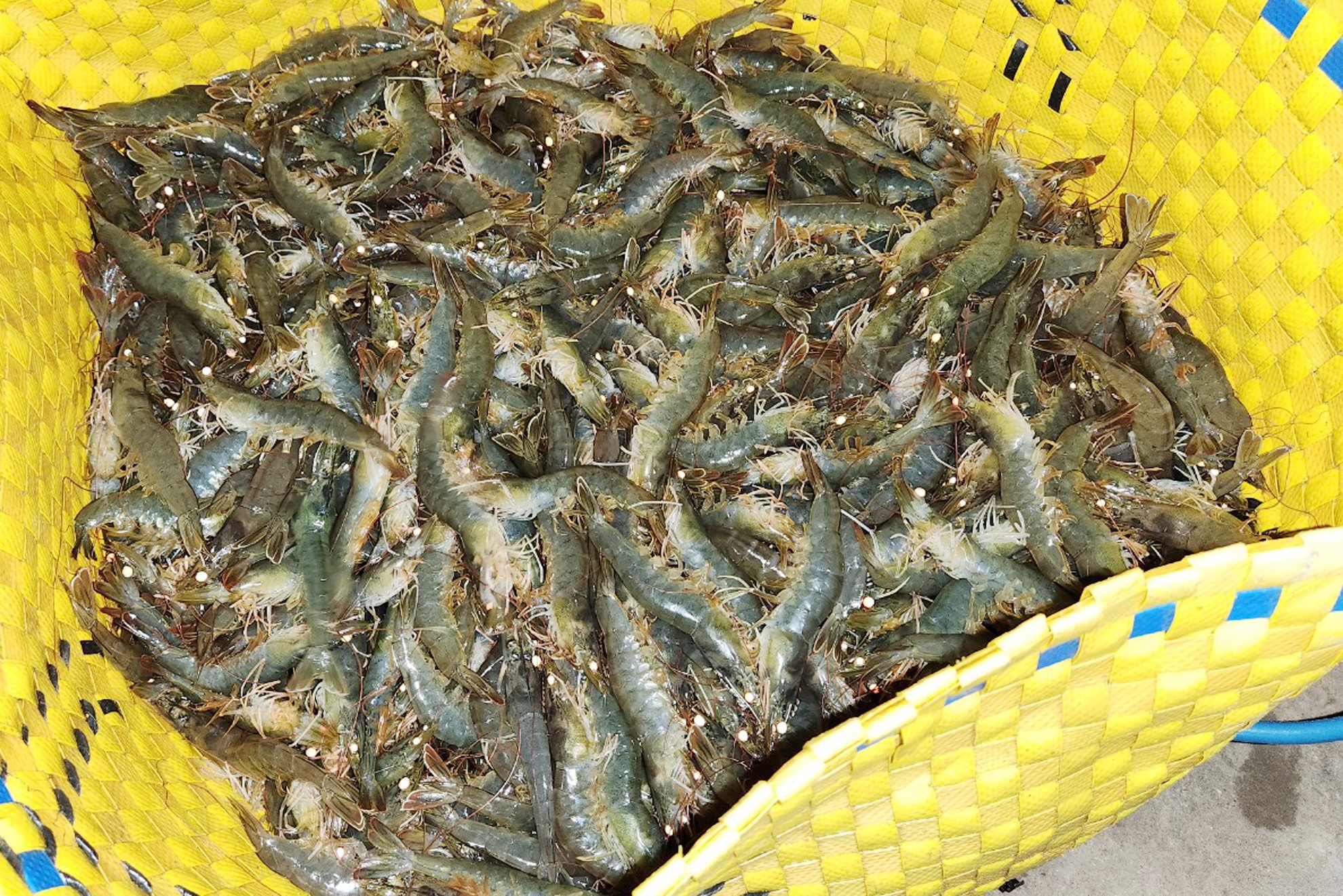 An sang cung doanh nghiep anh 1