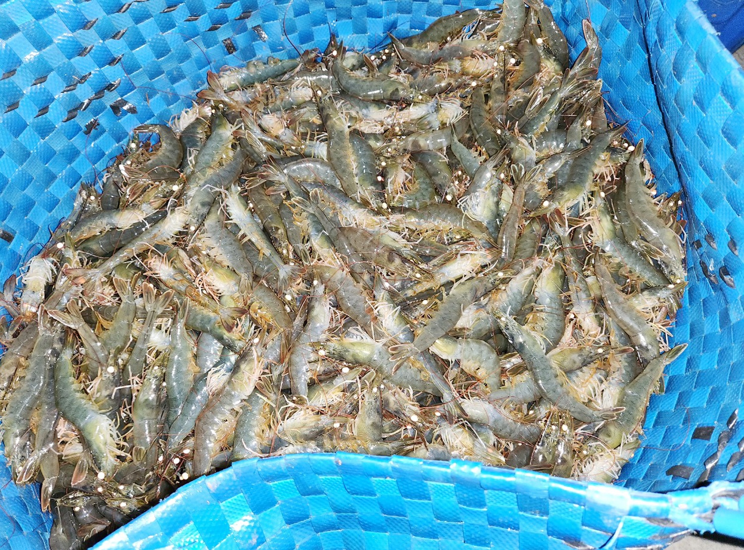 An sang cung doanh nghiep anh 2