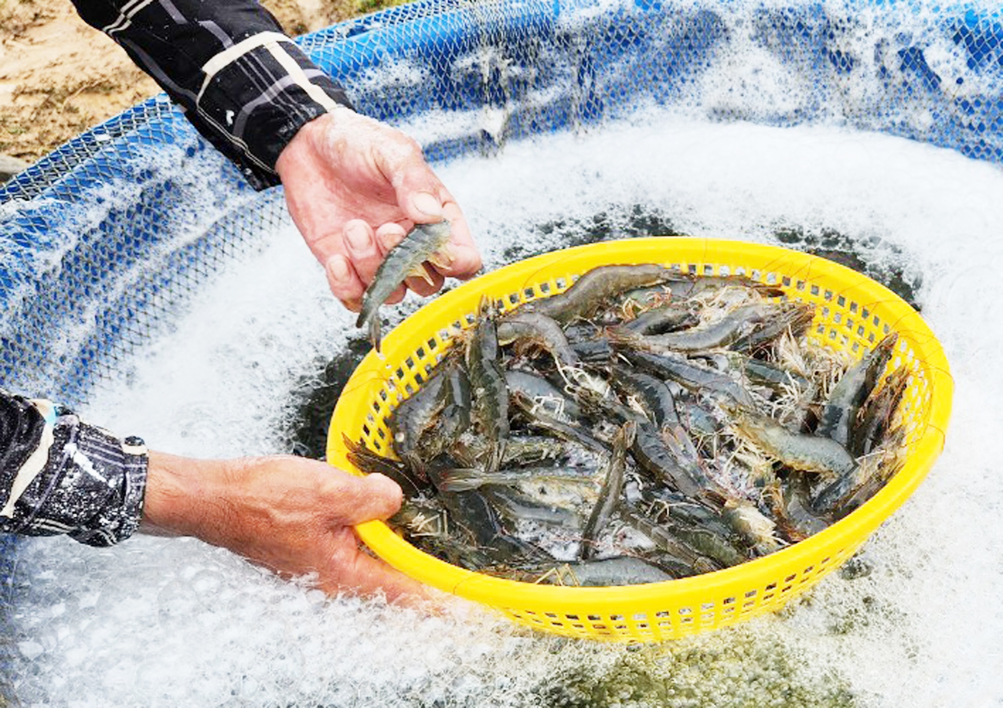 Kho khan bua vay nganh tom hinh anh