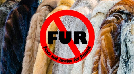 Versace, Maison Margiela chinh thuc loai bo long thu trong thoi trang hinh anh