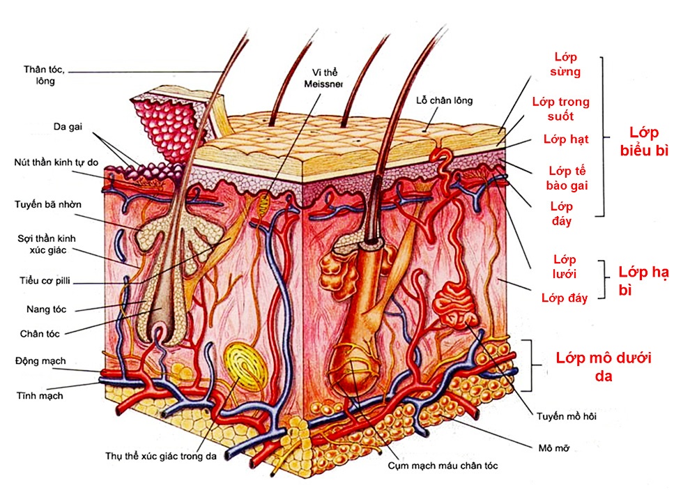 nguyên nhân khiến da nổi mụn ảnh 4 nguyen nhan khien da noi mun anh 4