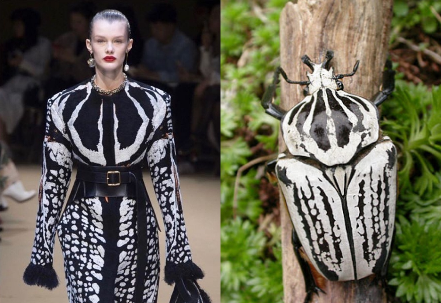 Thien nhien tro thanh nguon cam hung cho Balenciaga, Givenchy hinh anh