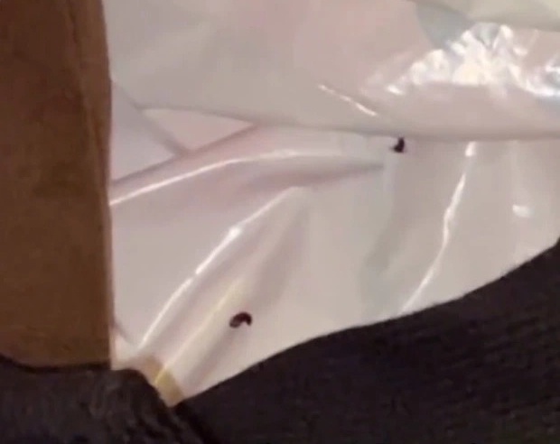 Bọ chét trong quần áo  ảnh 2 Bo chet trong quan ao anh 2