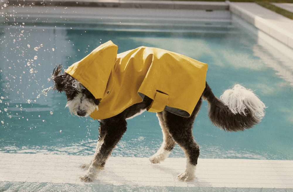 Zara lan dau ban ao khoac, khan quang co cho cho hinh anh