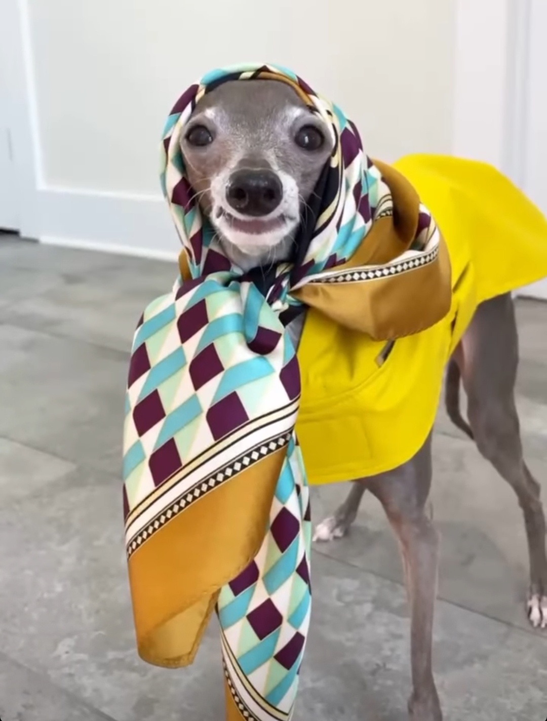 Trang phục cho chó ảnh 2 Trang phuc cho cho anh 2