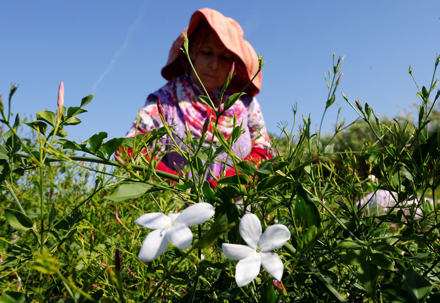 Moi chai Chanel No.5 can 1.000 bong hoa nhai hinh anh