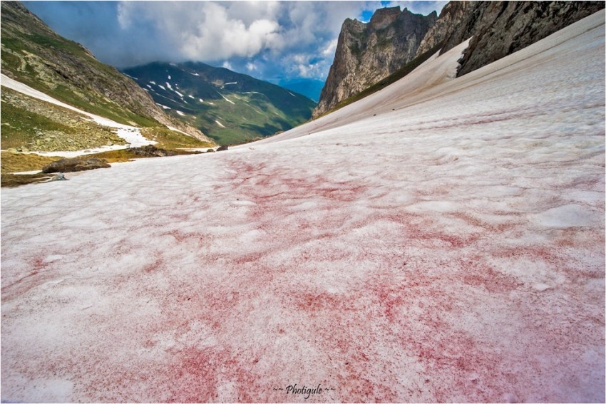 Vi sao tuyet mau trang anh 1