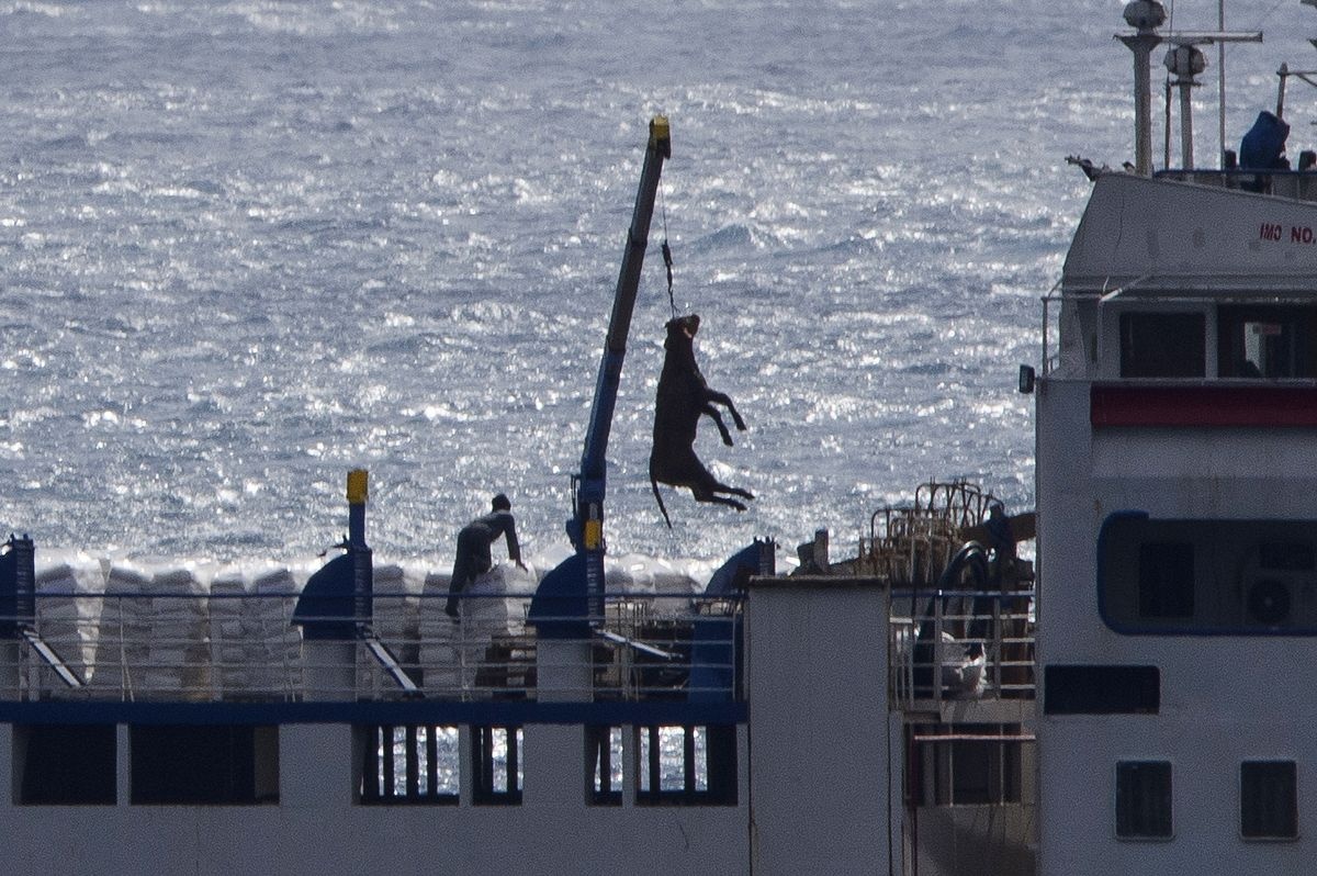 Gia suc xuat khau bi nguoc dai, bo doi tren tau bien hinh anh