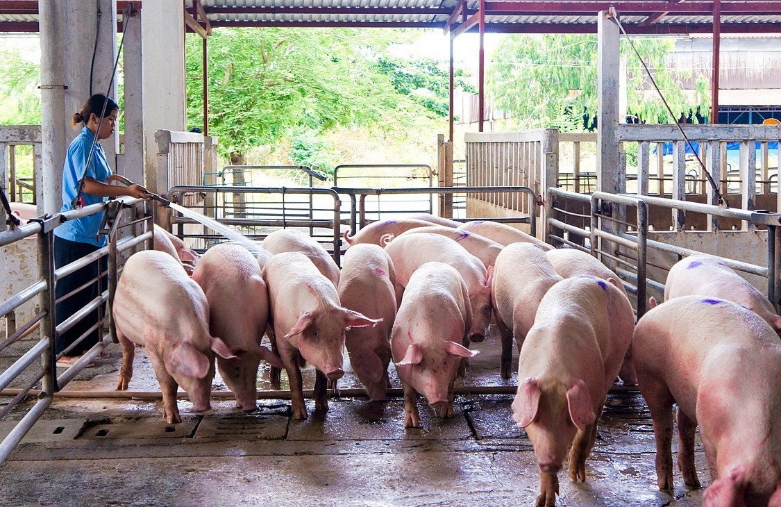 Thit heo tang gia manh, co loai vot len 300.000 dong/kg hinh anh