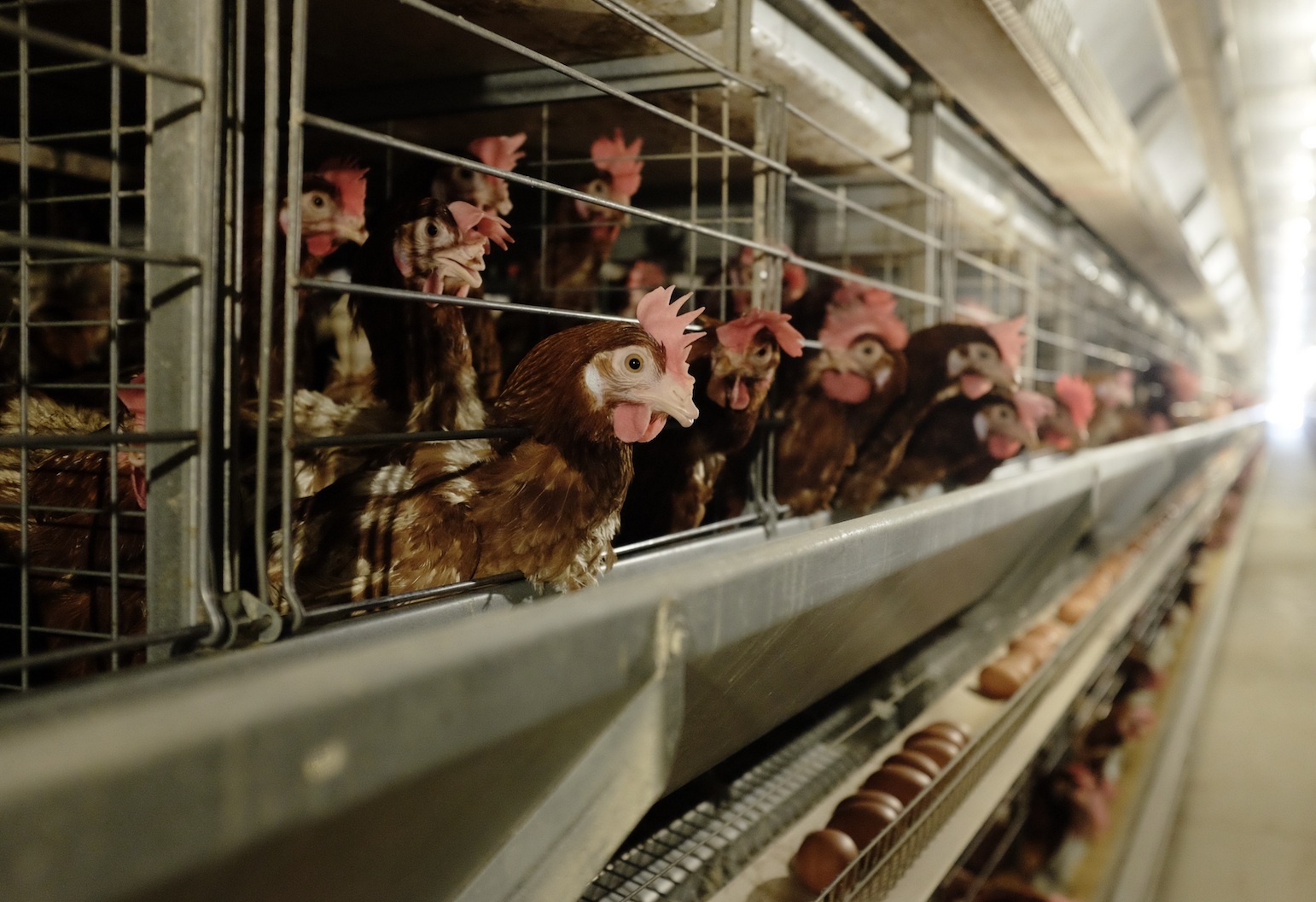 Dai gia chan nuoi thang lon, tang toc chiem thi truong 33 ty USD hinh anh