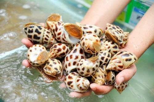 Trung Quoc bat ngo tang manh nhap khau oc tu Viet Nam hinh anh