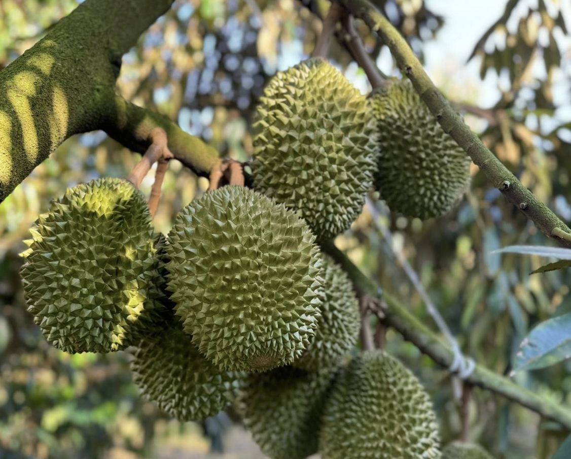 Sau rieng vao chinh vu, gap rut tim giai phap ho tro xuat khau hinh anh