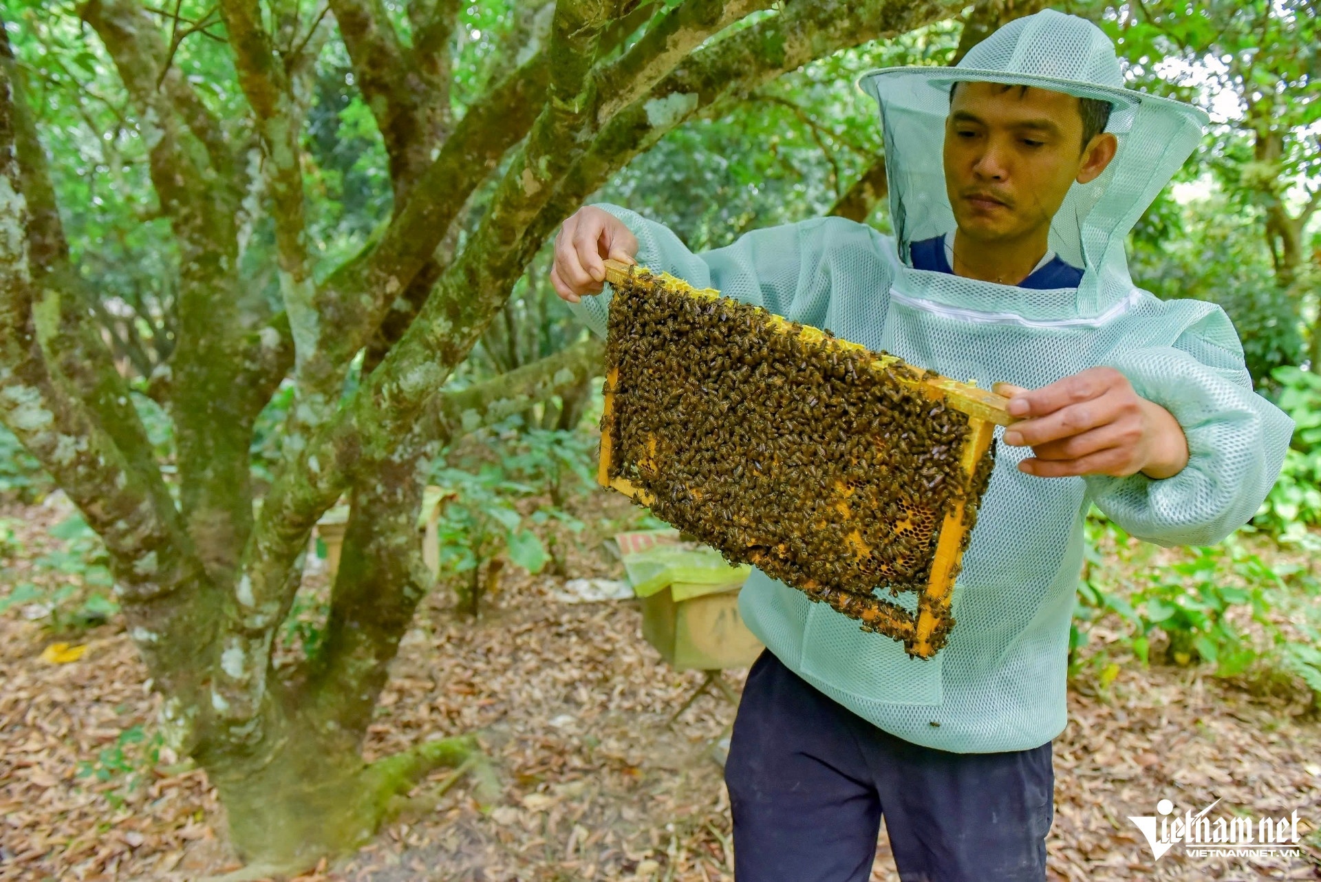 ben en,  nuoi ong anh 2