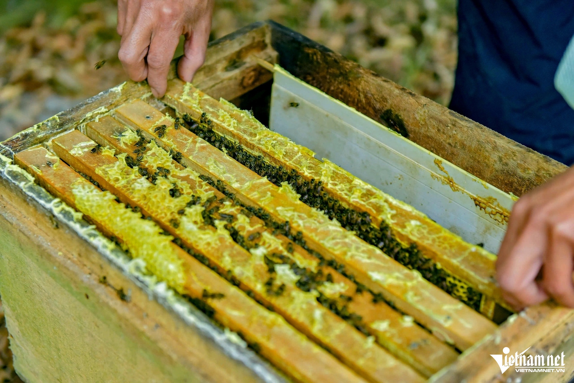 ben en,  nuoi ong anh 3