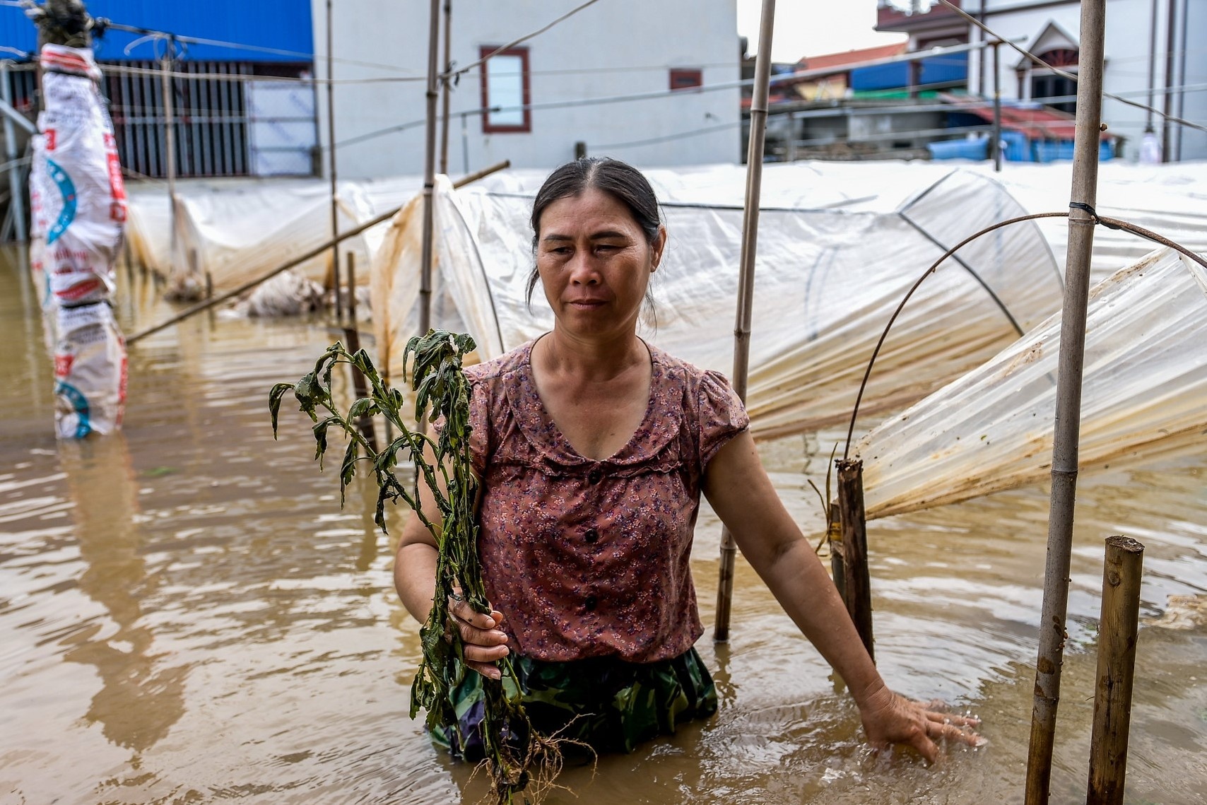 Vung trong hoa lon nhat Nam Dinh chim trong bien nuoc, dan lo ganh no hinh anh