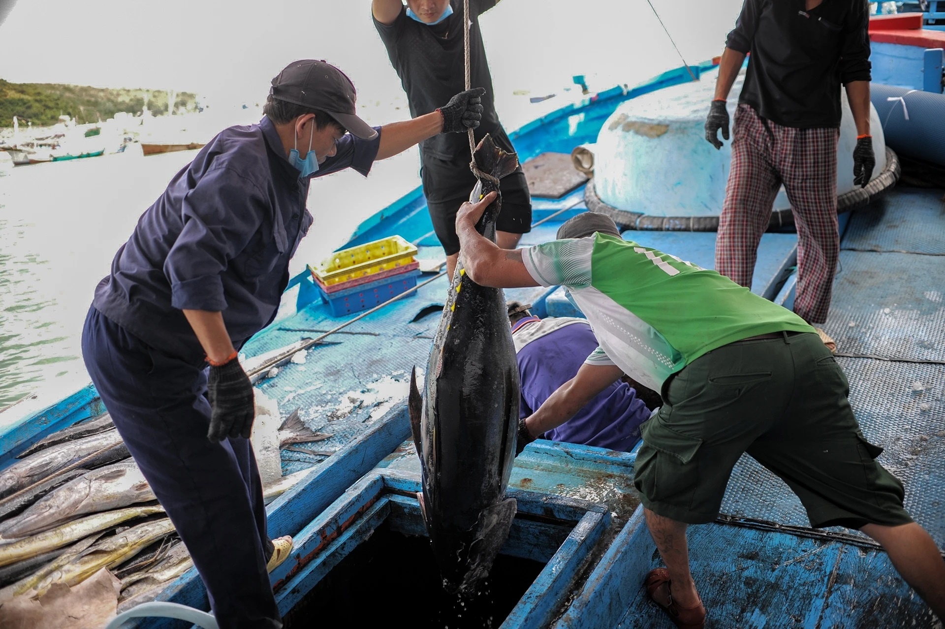 Doanh nghiep xuat khau ca ngu lo mat don hang hinh anh
