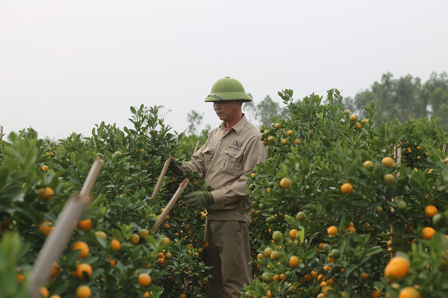 Khan hiem dao quat, thuong lai om tien toi tan vuon dat coc som hinh anh