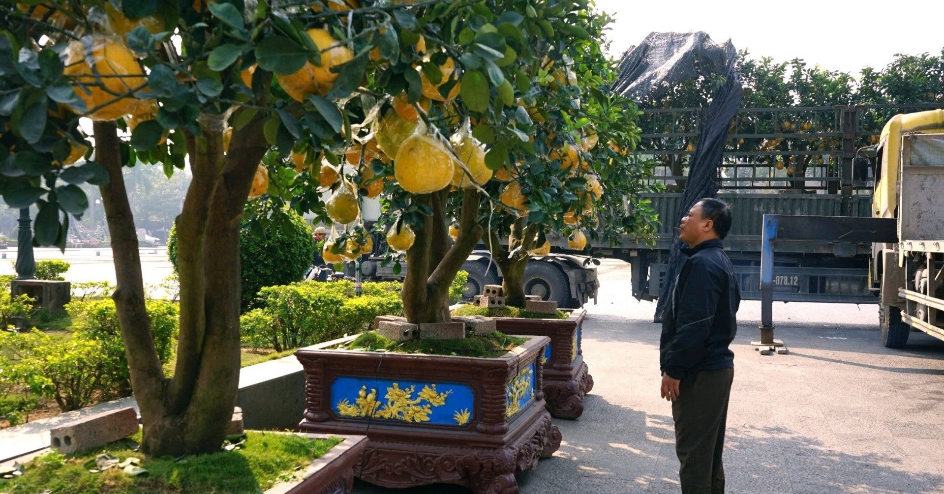 Nha vuon han che coc vi khan hang, cay canh Tet 'xuong pho' som hinh anh