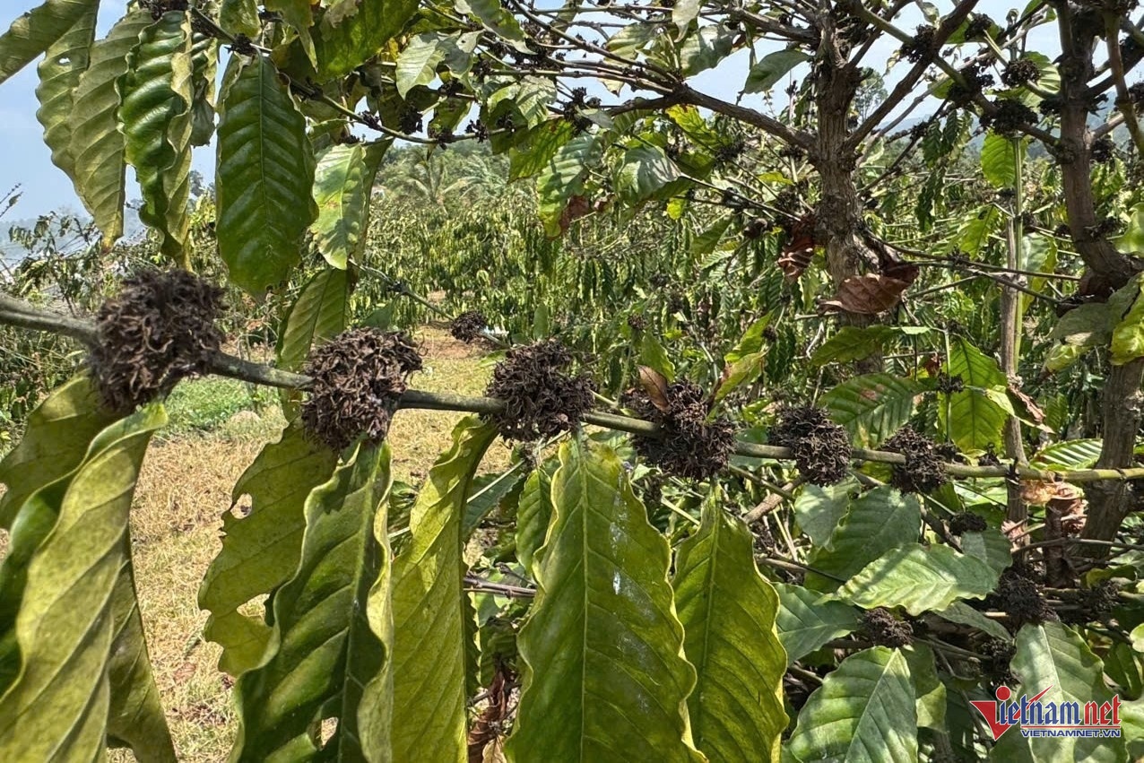 ca phe,  gia ca phe,  xuat khau anh 4