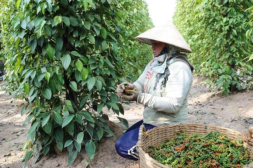 xuat khau ho tieu anh 2