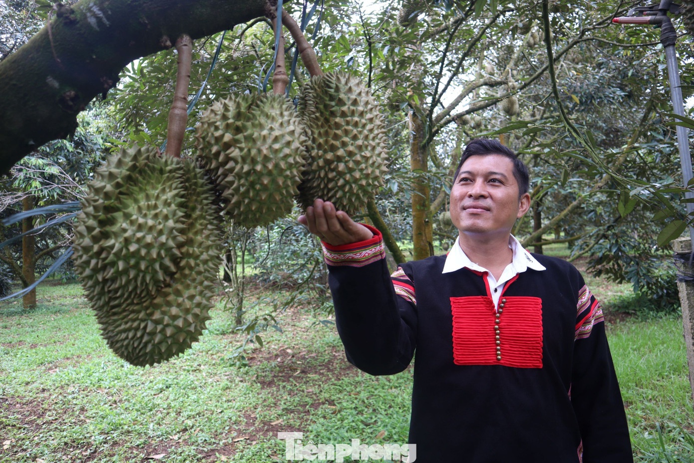 livestream ban sau rieng anh 11