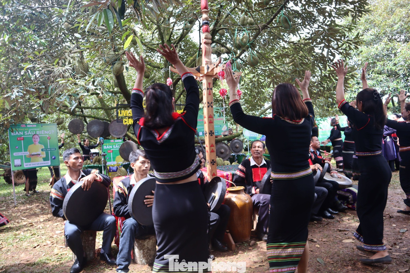 livestream ban sau rieng anh 2