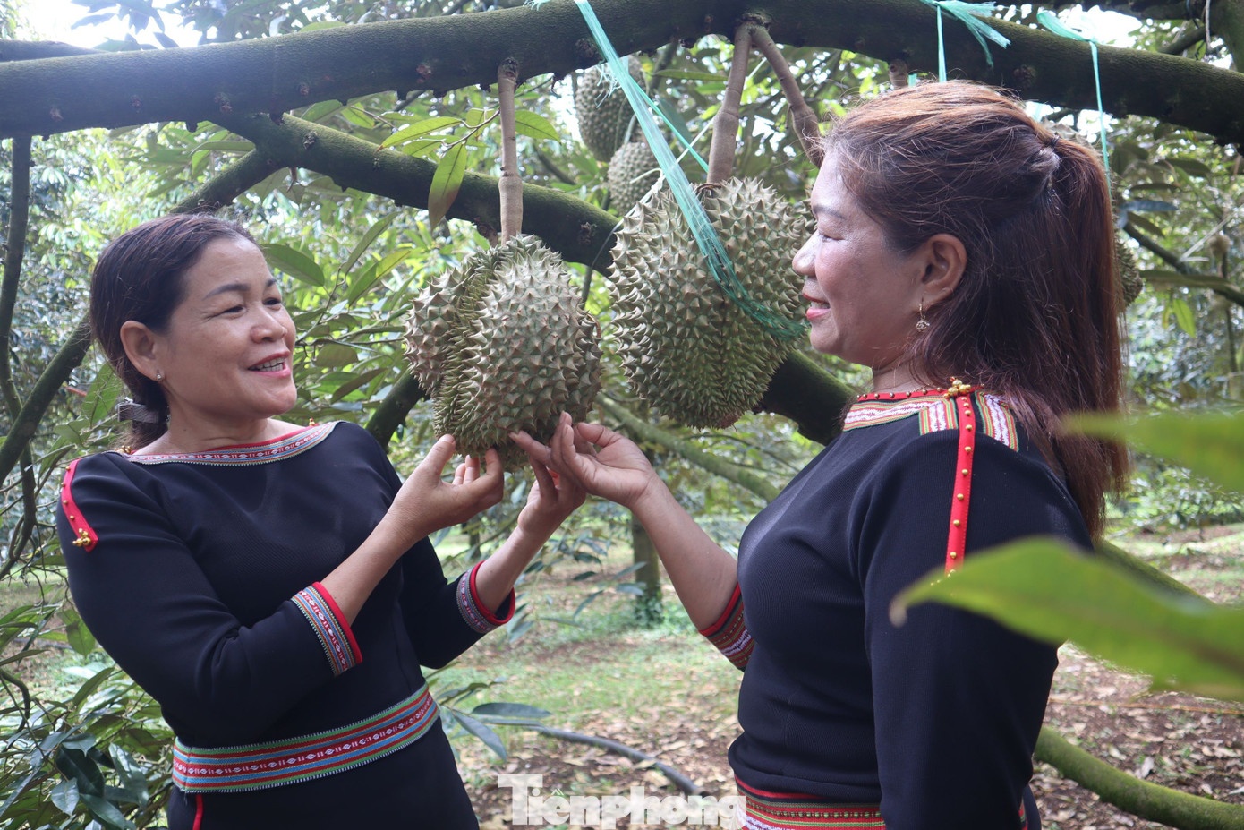 livestream ban sau rieng anh 6