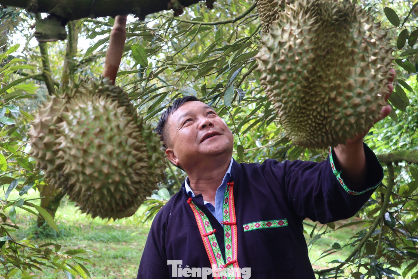 livestream ban sau rieng anh 9