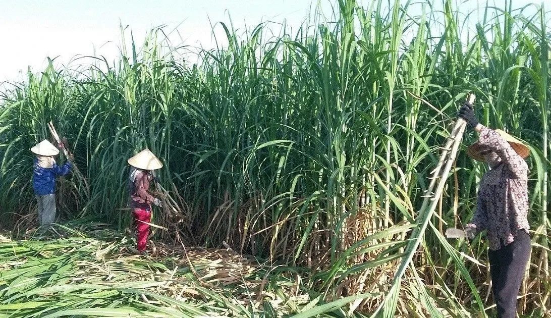 Lo duong nhap lau lan san, vi sao doanh nghiep khong tu cuu minh? hinh anh