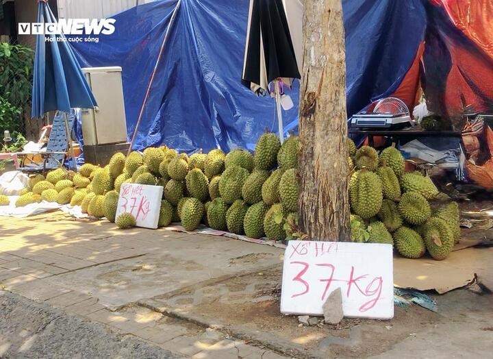 sau rieng anh 1
